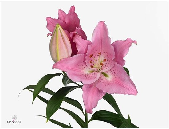 Lilija Oriental Aqua Catemaco c2302