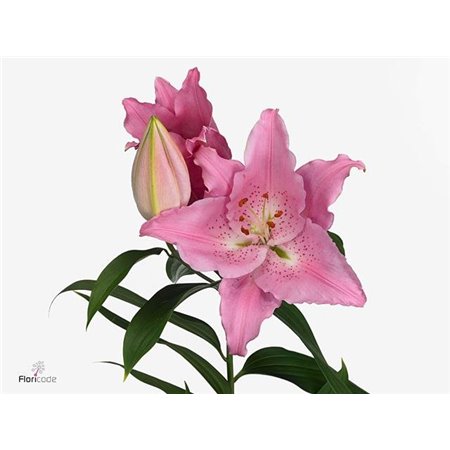 Lilija Oriental Aqua Catemaco c2302