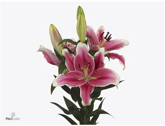 Lilija Oriental Aqua El Capitan c2303