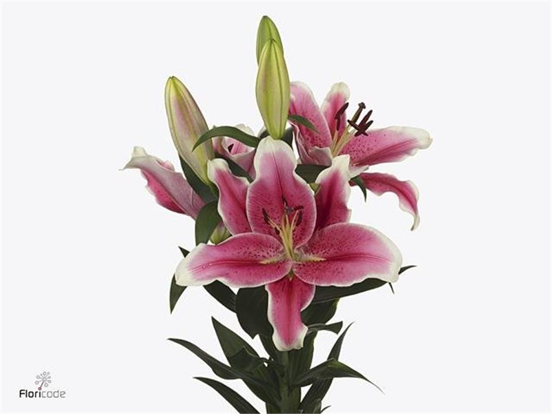 Lilija Oriental Aqua El Capitan c2303
