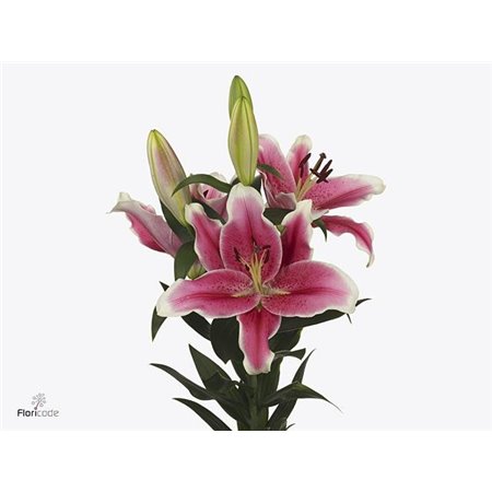 Lilija Oriental Aqua El Capitan c2303
