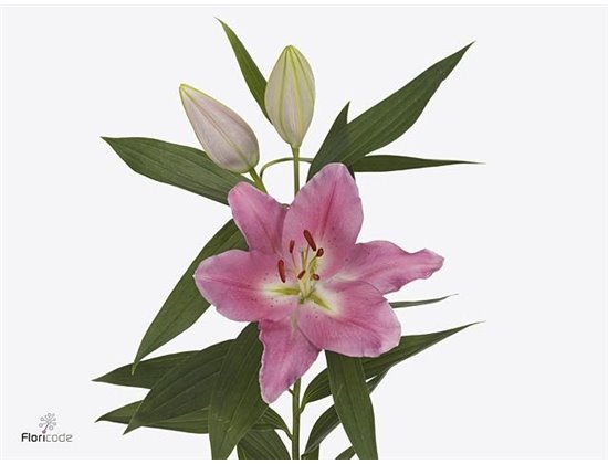 Lilija Oriental Aqua Praiano c2306