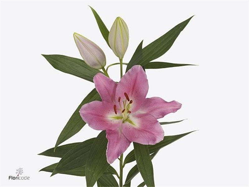 Lilija Oriental Aqua Praiano c2306