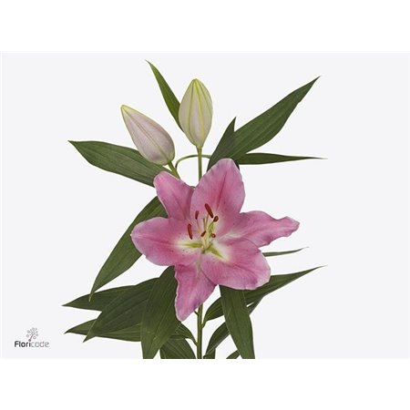 Lilija Oriental Aqua Praiano c2306