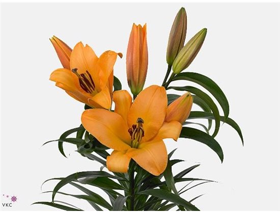 Lilija Oriental Aqua Saltarello c2307