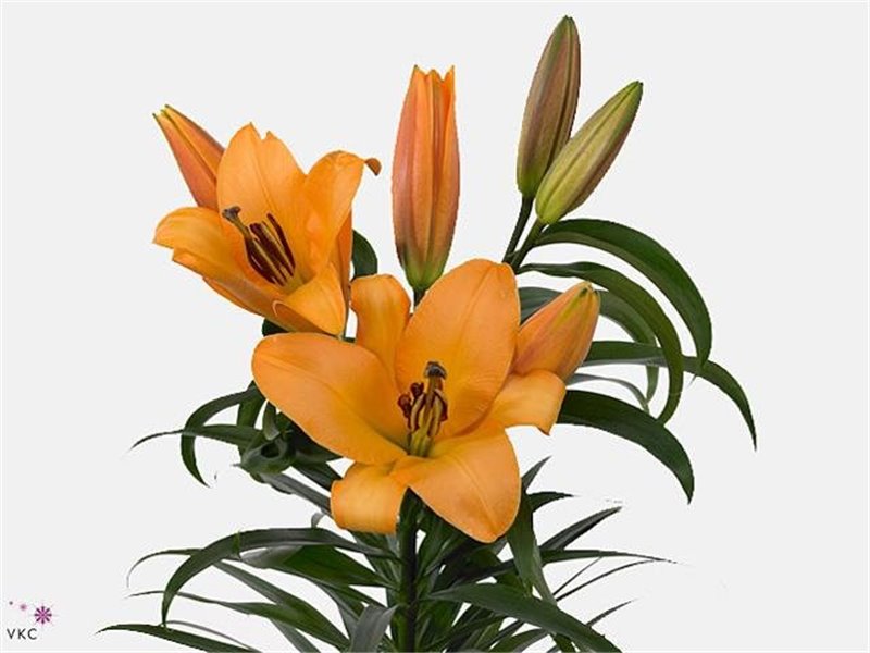 Lilija Oriental Aqua Saltarello c2307