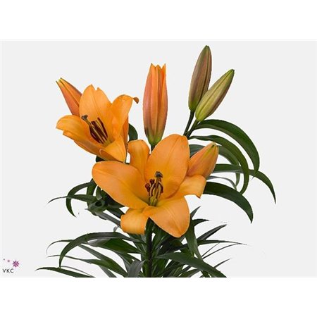 Lilija Oriental Aqua Saltarello c2307