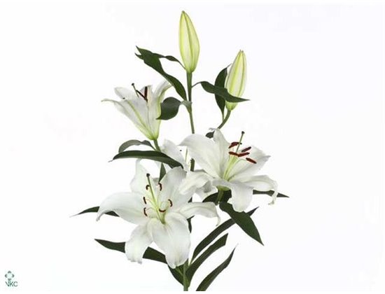Lilija Oriental Aqua Santander c2309