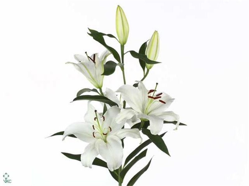 Lilija Oriental Aqua Santander c2309