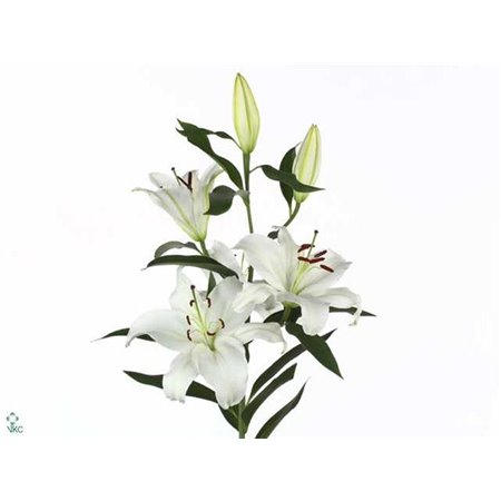 Lilija Oriental Aqua Santander c2309