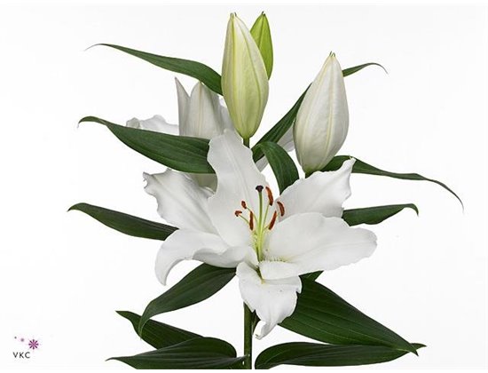 Lilija Oriental Aqua Severn c2310