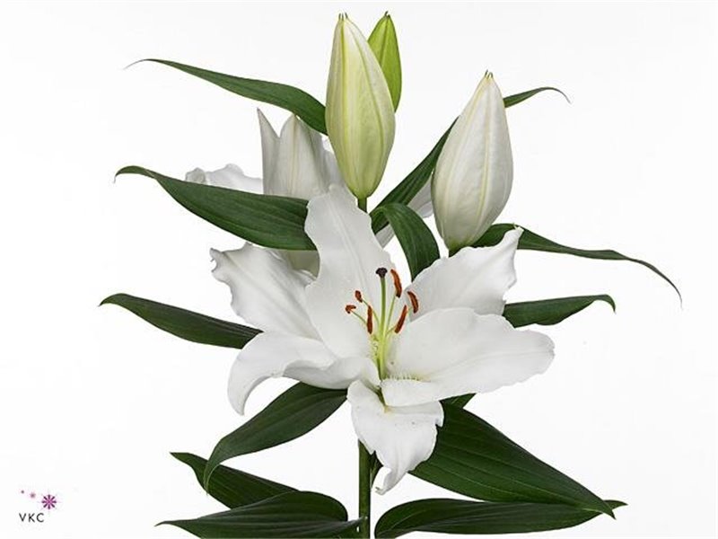 Lilija Oriental Aqua Severn c2311