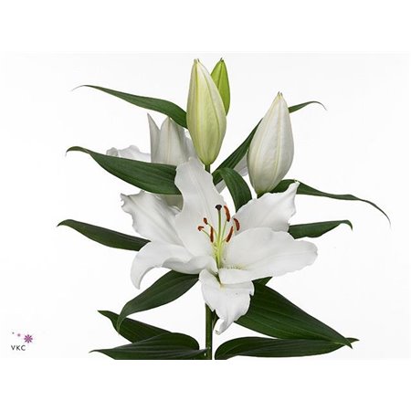 Lilija Oriental Aqua Severn c2311