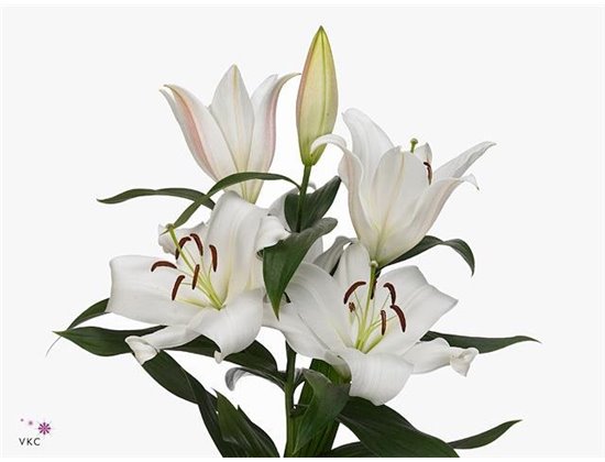 Lilija Oriental Aqua Zambesi c2312