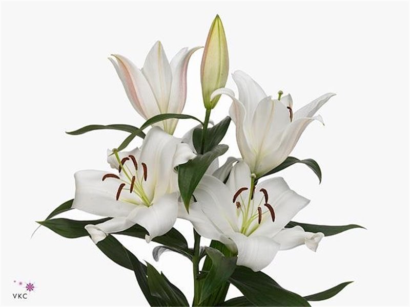 Lilija Oriental Aqua Zambesi c2312