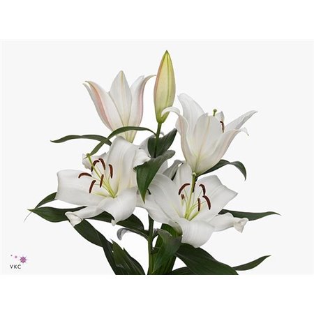 Lilija Oriental Aqua Zambesi c2312