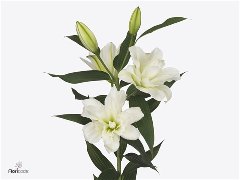 Lilija Oriental Du Aqua Arosa c2313