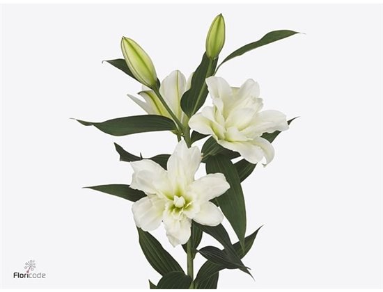 Lilija Oriental Du Aqua Arosa c2314
