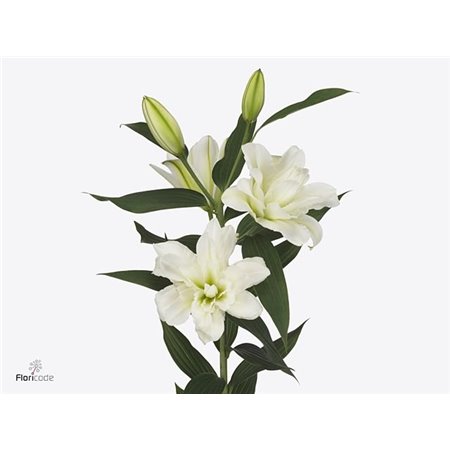 Lilija Oriental Du Aqua Arosa c2314