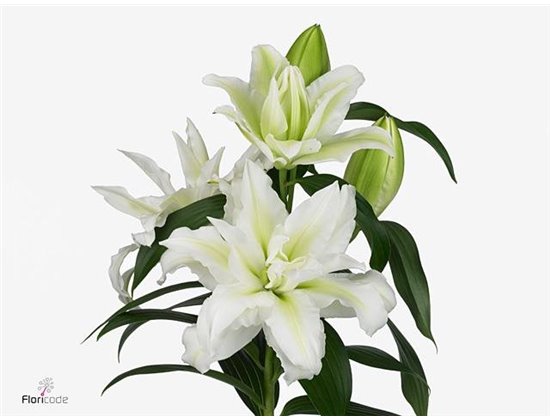 Lilija Oriental Du Aqua Rl Aisha c2318