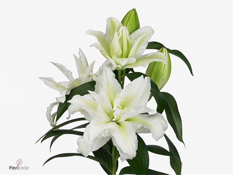 Lilija Oriental Du Aqua Rl Aisha c2318