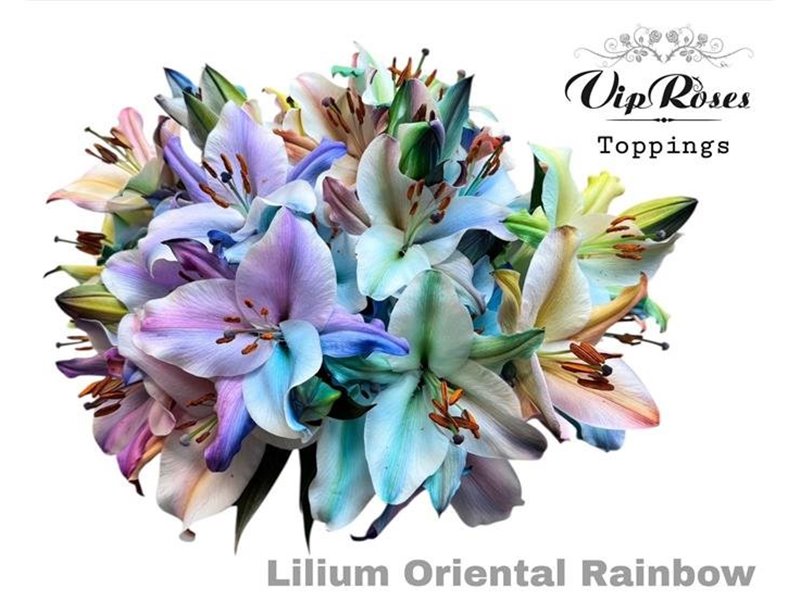 Lilija Oriental Rainbow c2319