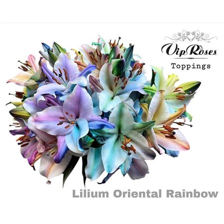 Lilija Oriental Rainbow c2319