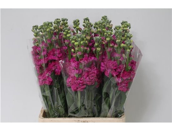 Matth. Iron x30 Cerise c2432