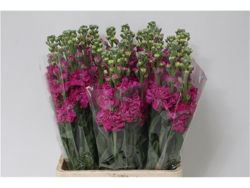 Matth. Iron x30 Cerise c2432