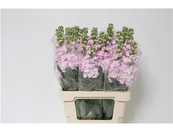 Matth. Iron x30 Cherry Blossom A2!!! c2433
