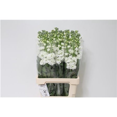 Matth. Iron x30 White c2437