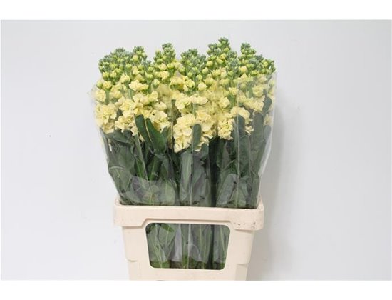 Matth. Iron x30 Yellow c2438