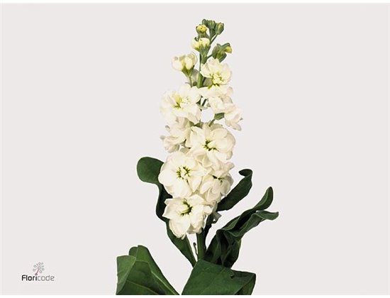 Matthiola Stocks Aida White c2439