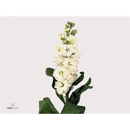 Matthiola Stocks Aida White c2440