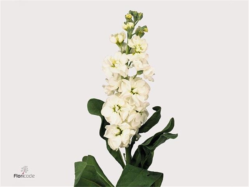 Matthiola Stocks Aida White Ex c2441
