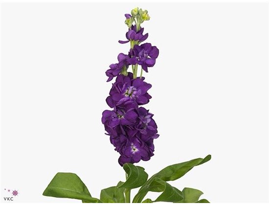Matthiola Stocks Debora Ex c2442