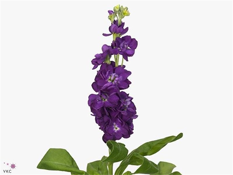 Matthiola Stocks Debora Ex c2442