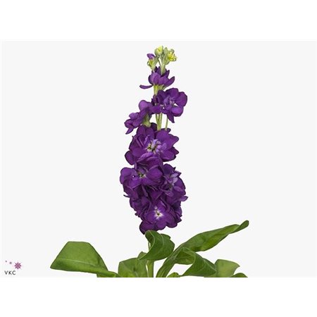 Matthiola Stocks Debora Ex c2442