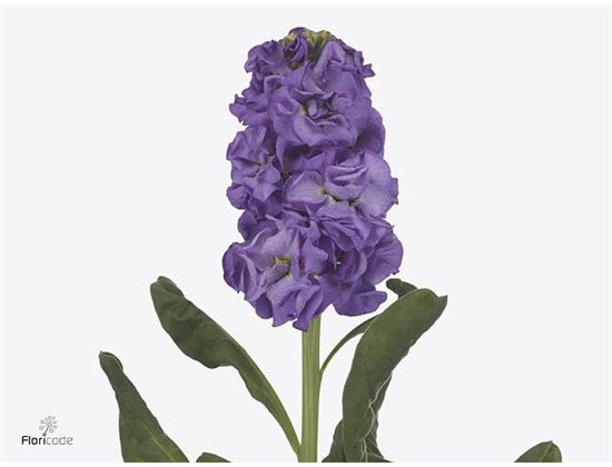 Matthiola Stocks Iron Blue c2443