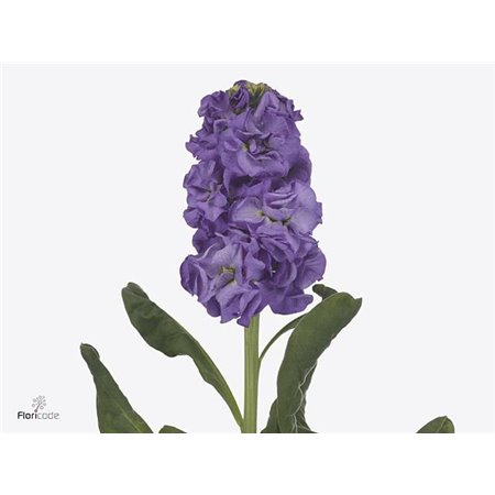Matthiola Stocks Iron Blue c2443