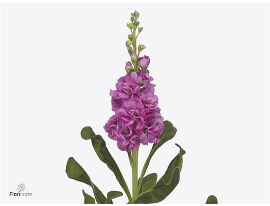 Matthiola Stocks Iron Deep Pink c2444