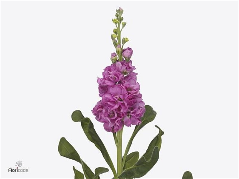 Matthiola Stocks Iron Deep Pink c2444
