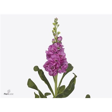 Matthiola Stocks Iron Deep Pink c2444