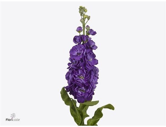 Matthiola Stocks Mathilda Blue c2445