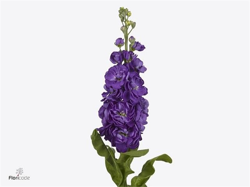 Matthiola Stocks Mathilda Blue c2445