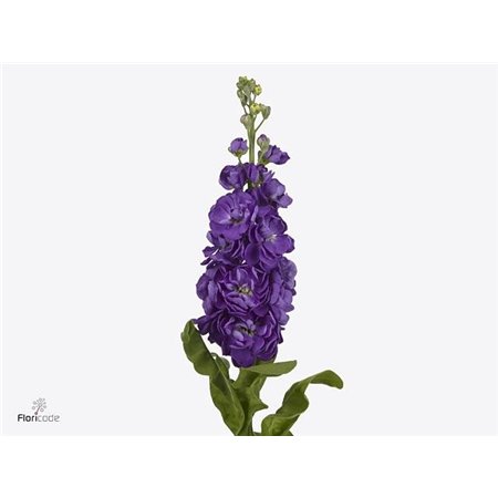 Matthiola Stocks Mathilda Blue c2445