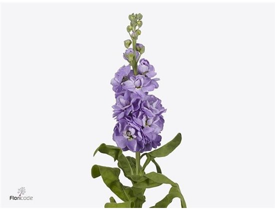 Matthiola Stocks Mathilda Lavender Ex c2446