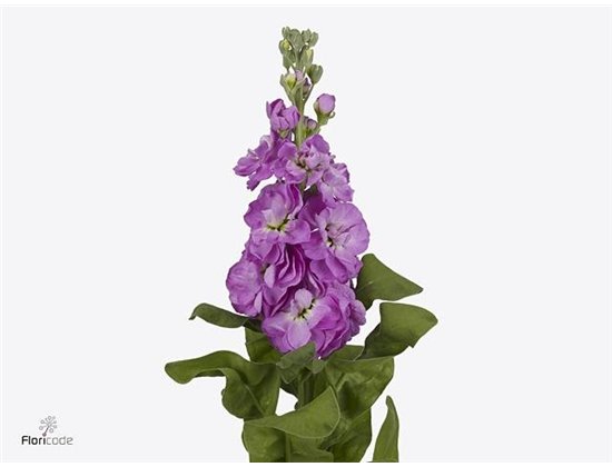 Matthiola Stocks Mathilda Rose c2448
