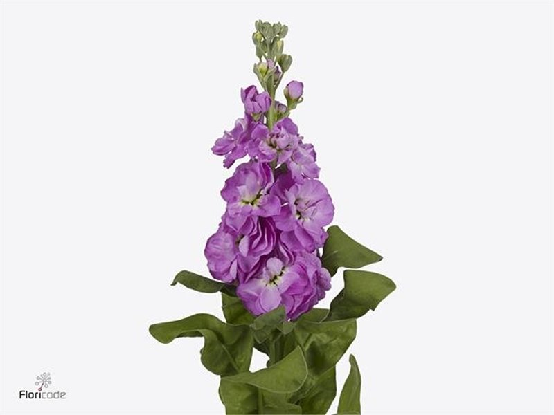 Matthiola Stocks Mathilda Rose c2448