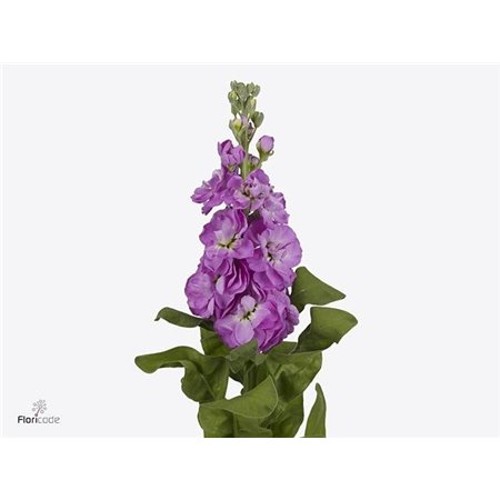 Matthiola Stocks Mathilda Rose c2448